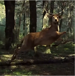 2D Animation Company